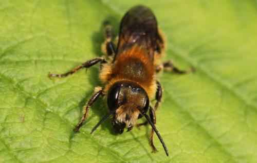 Réf. 283 918 : Osmia sp.
